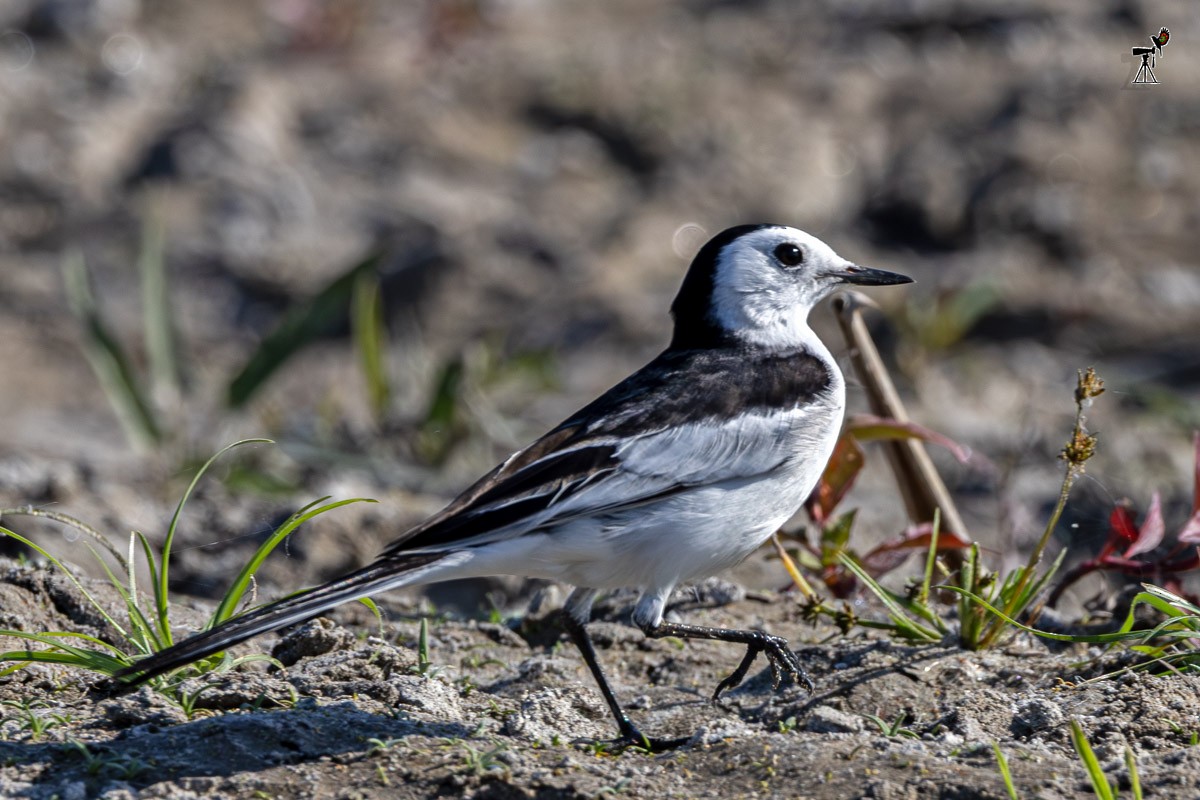 ハクセキレイ（亜種ネパールハクセキレイ） - ML647814985