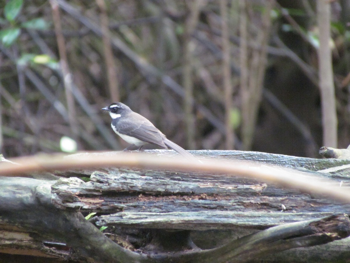 Rhipidure de Vigors - ML647815010