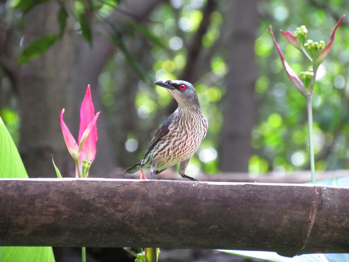 Asian Glossy Starling - ML647815019