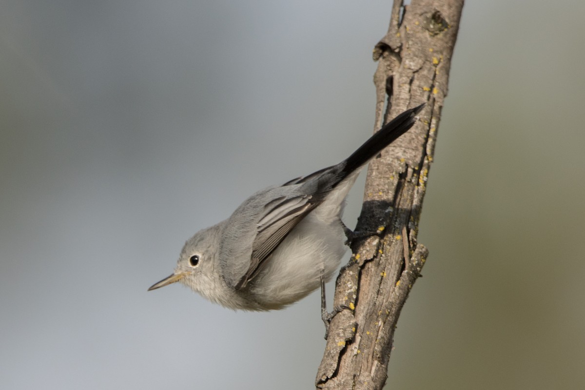 ブユムシクイ - ML647815020