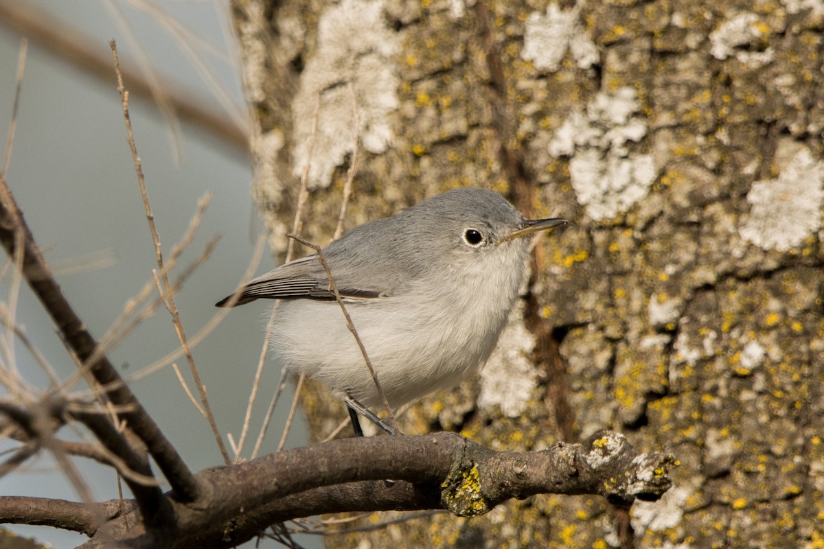 Gobemoucheron gris-bleu - ML647815021