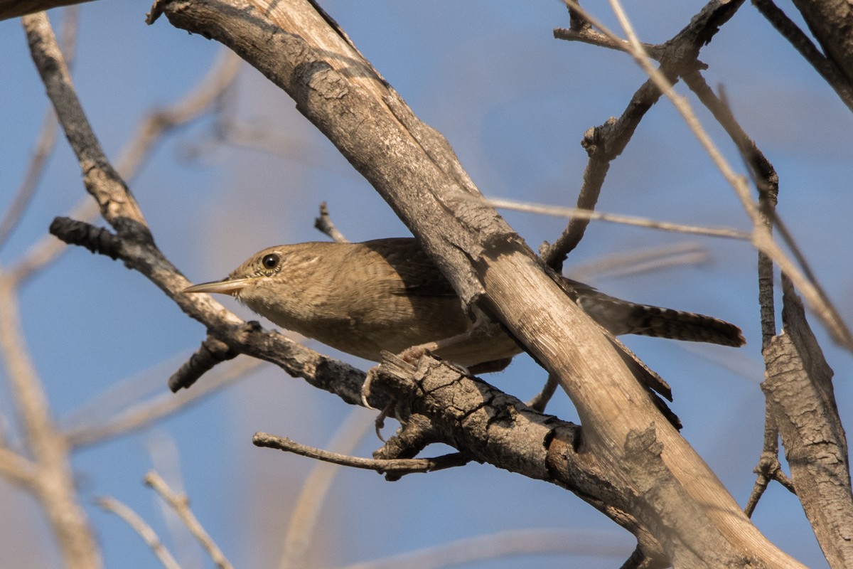 Northern House Wren - ML647815024