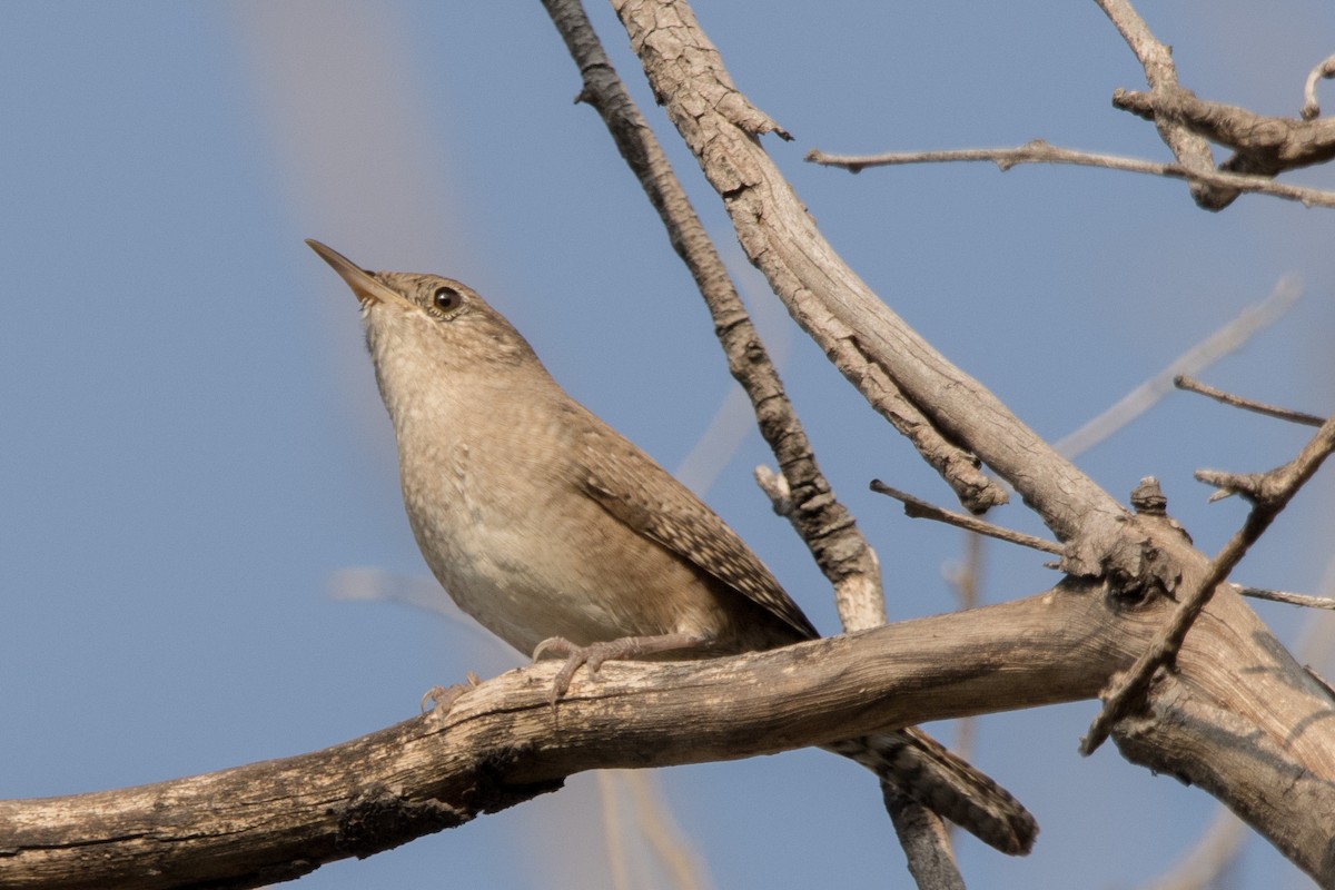 Northern House Wren - ML647815025