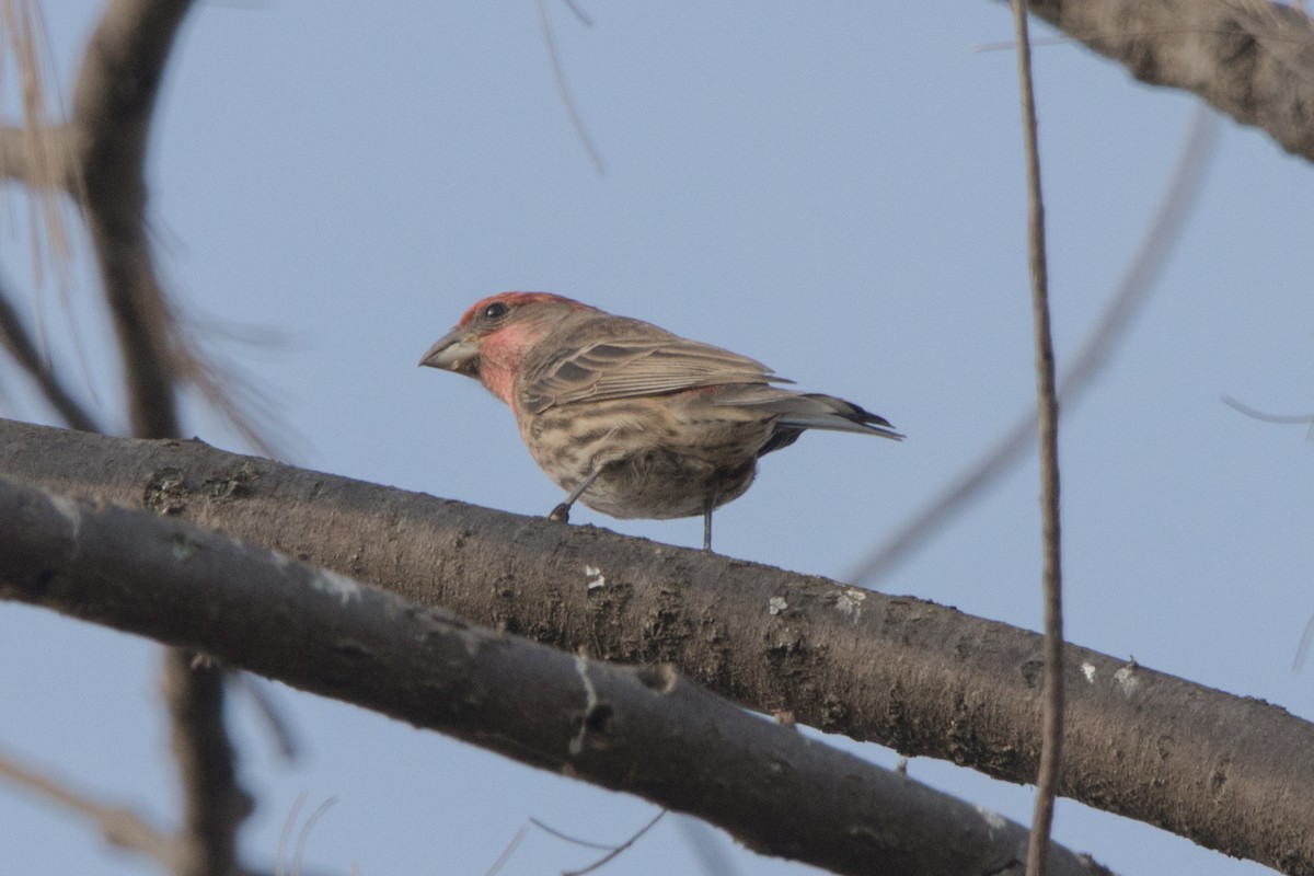 Чечевиця садова - ML647815028