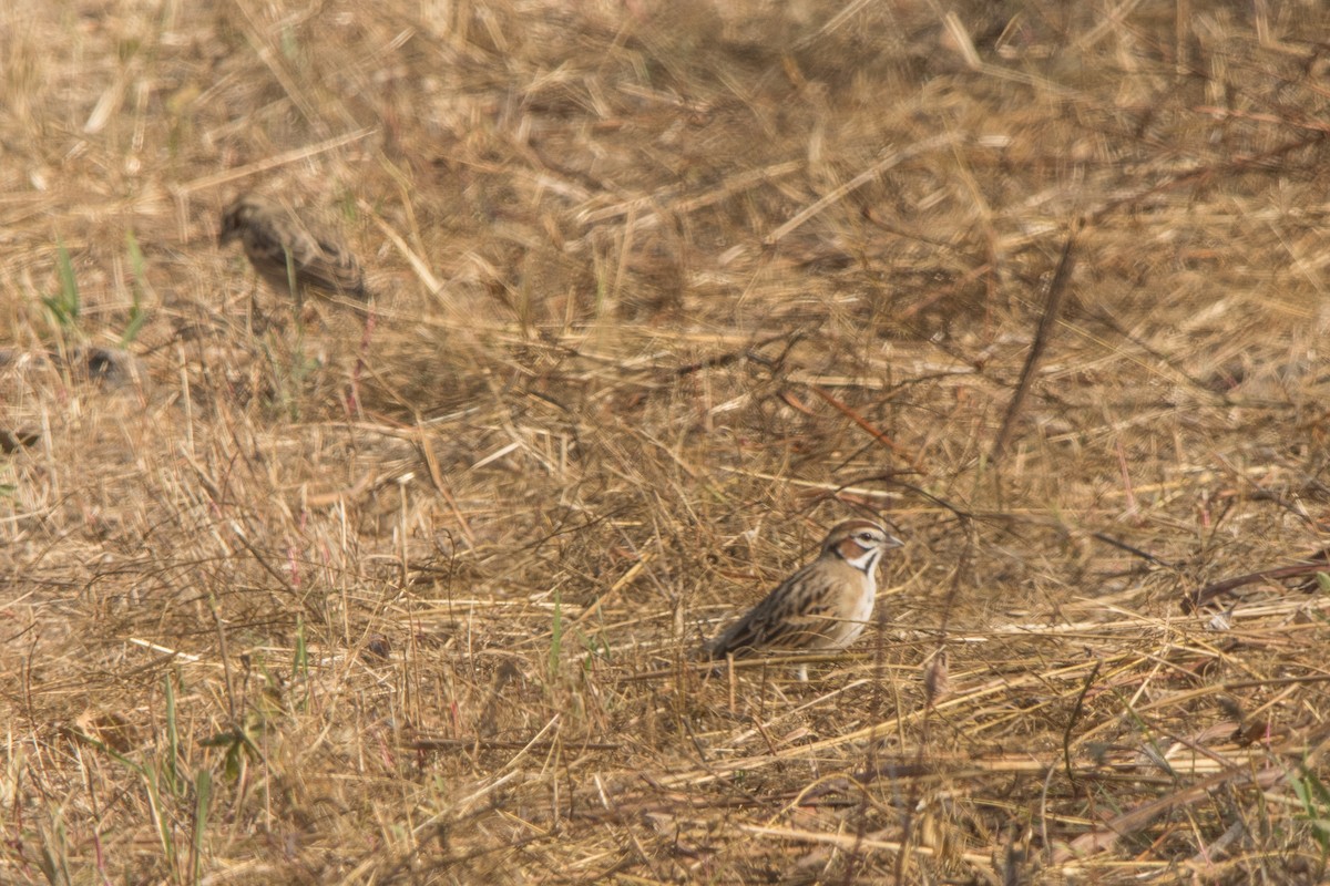 Bruant à joues marron - ML647815031