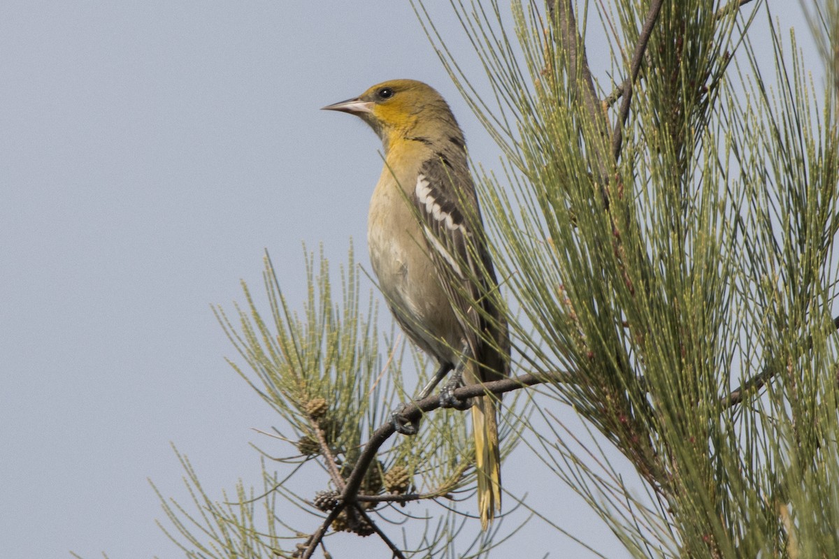 Oriole de Bullock - ML647815033