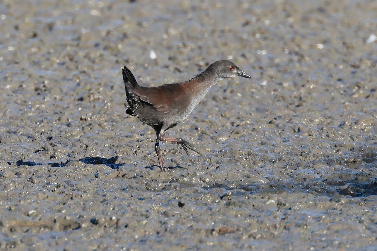 Marouette fuligineuse - ML647815034