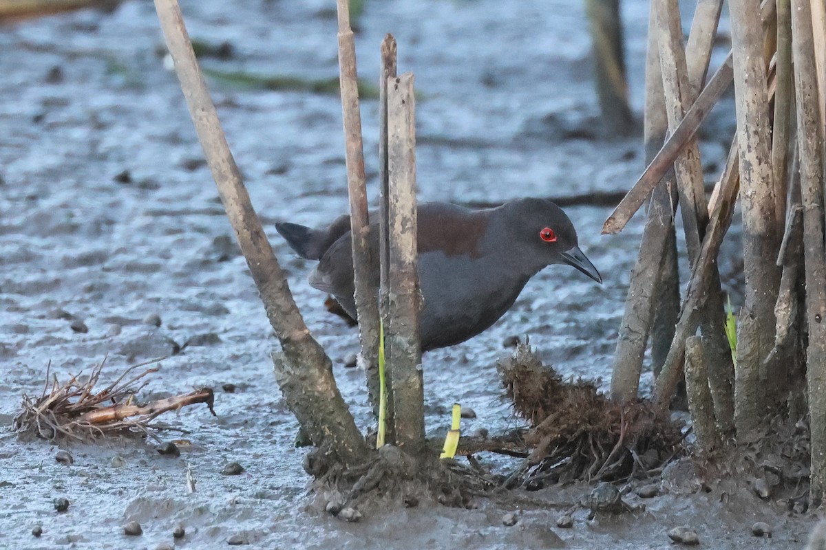 Marouette fuligineuse - ML647815035