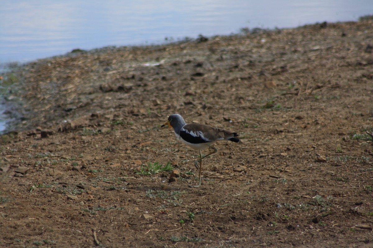 Vanneau à tête blanche - ML647815036