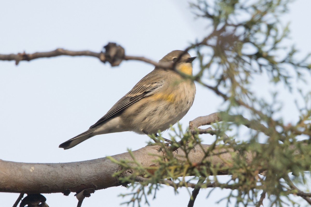 Paruline à croupion jaune - ML647815037