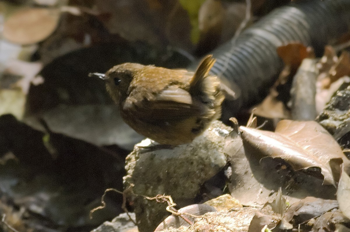 Petite Brachyptère - ML647815038