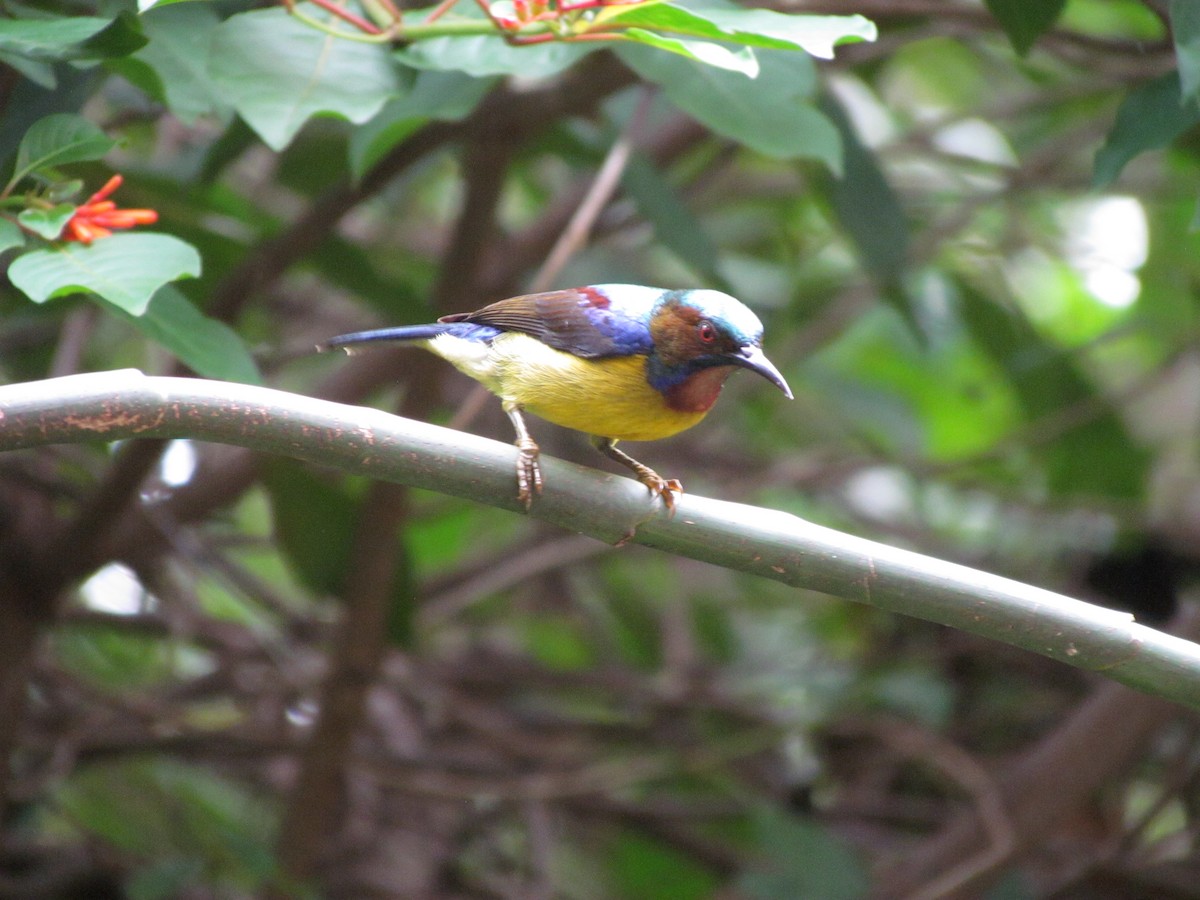 Souimanga à gorge brune - ML647815039