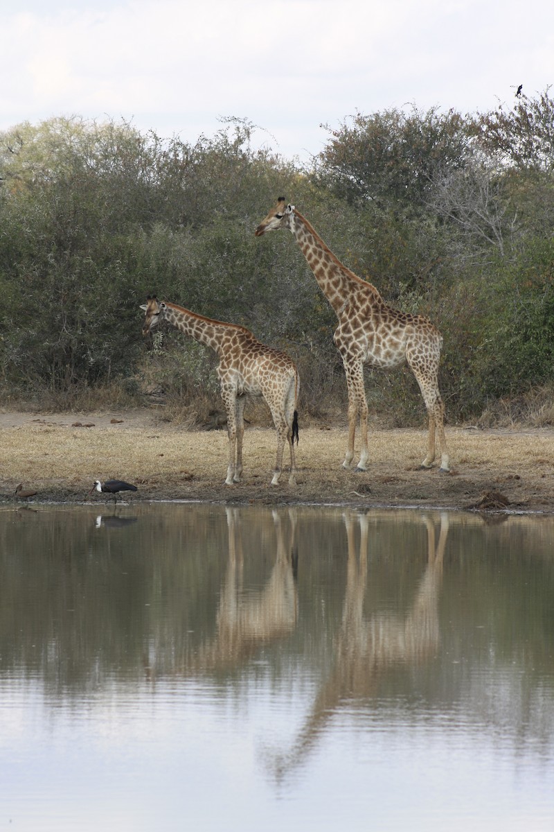 Cigogne à pattes noires - ML647815040