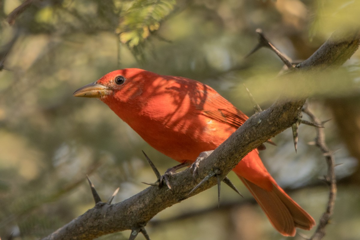 Piranga vermillon - ML647815041