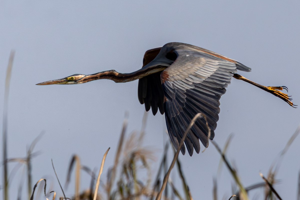 Héron pourpré - ML647815042