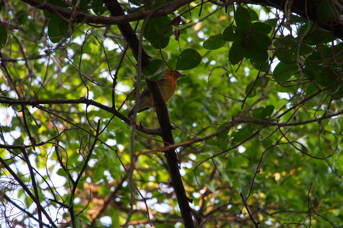 Grive à tête orange - ML647815043