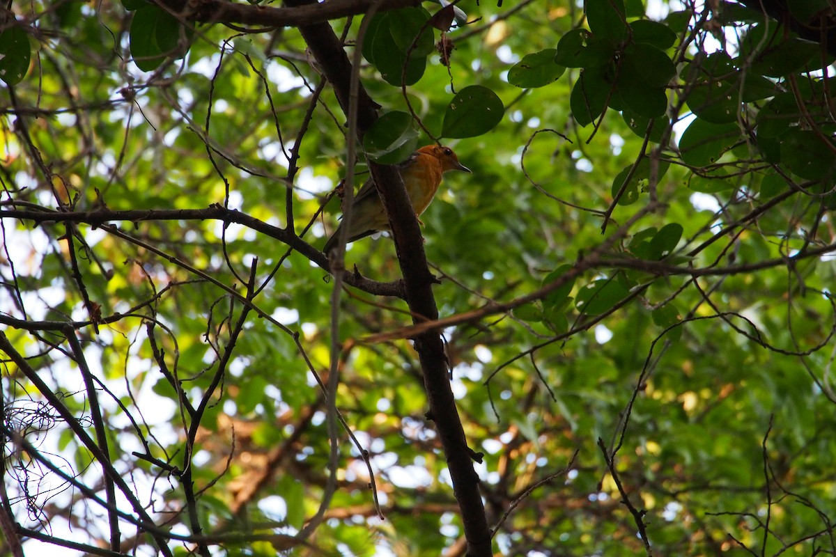 Grive à tête orange - ML647815044