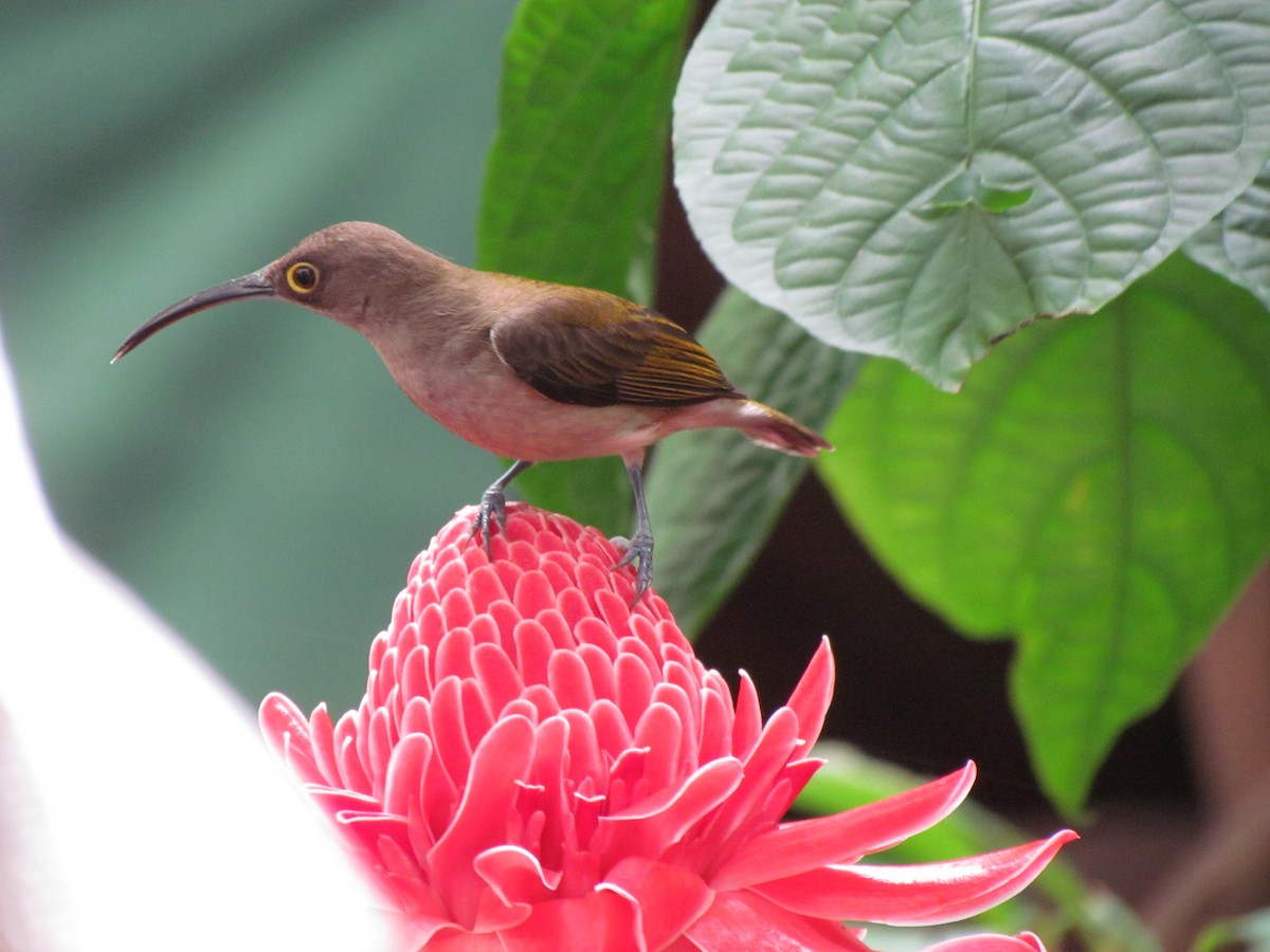 Arachnothère pâle - ML647815046