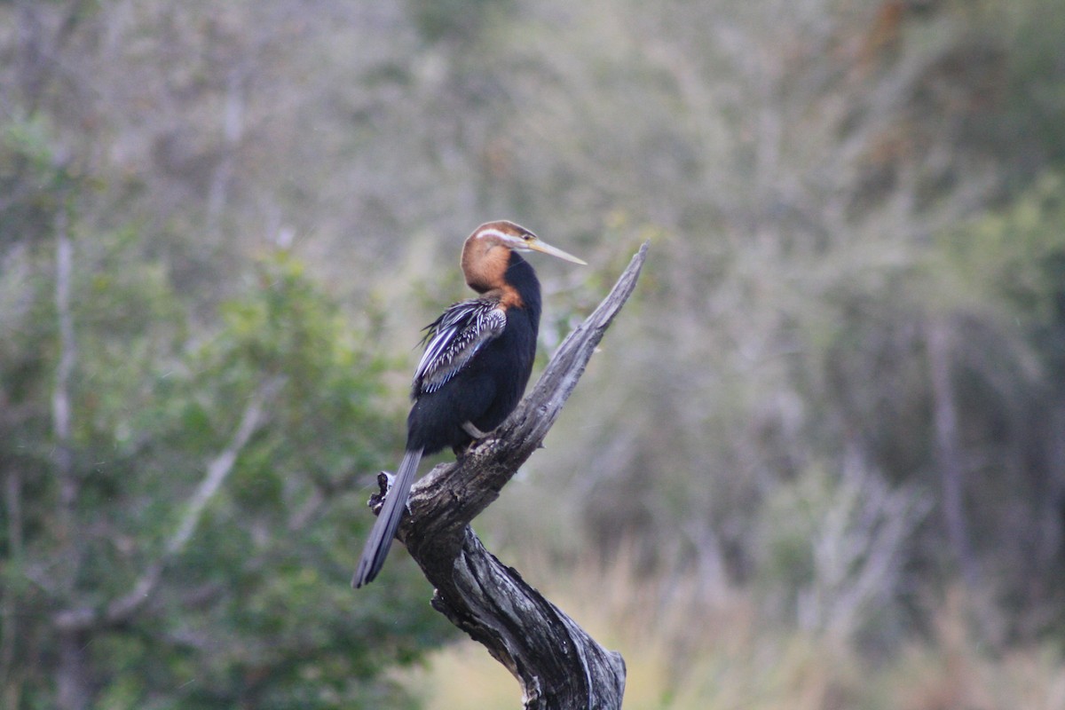 Anhinga d'Afrique - ML647815047