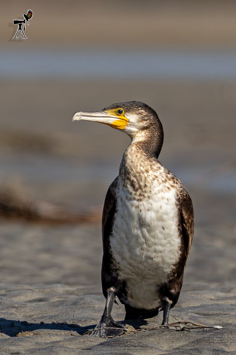 Grand Cormoran - ML647815048