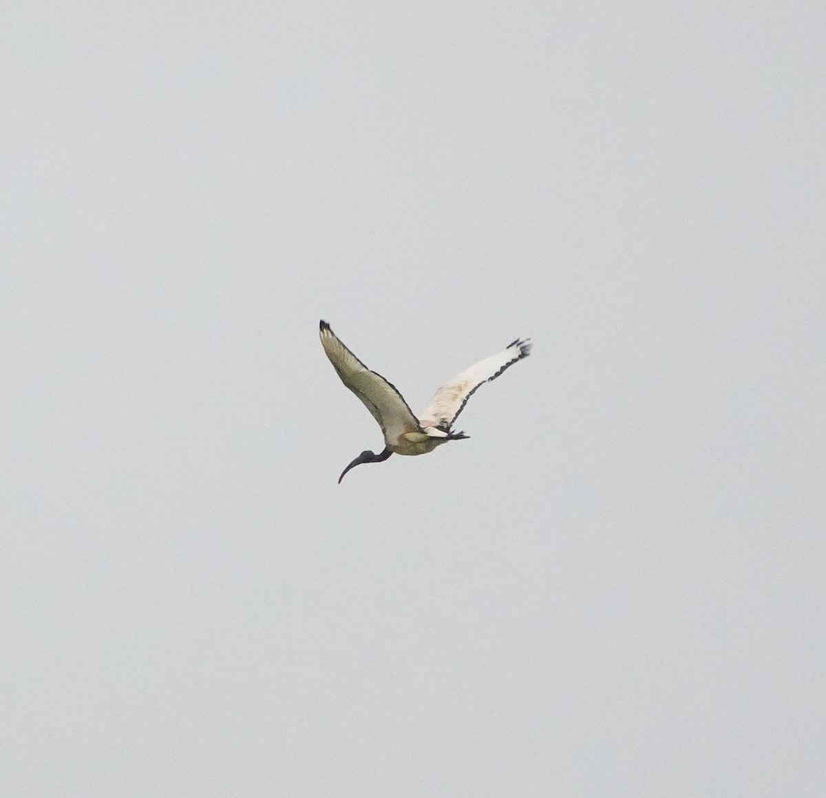 Ibis sacré - ML647815052