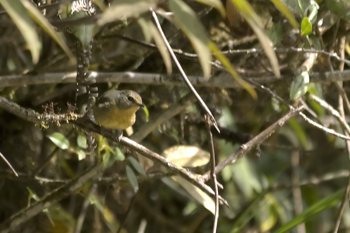 Gobemouche givré - ML647815053