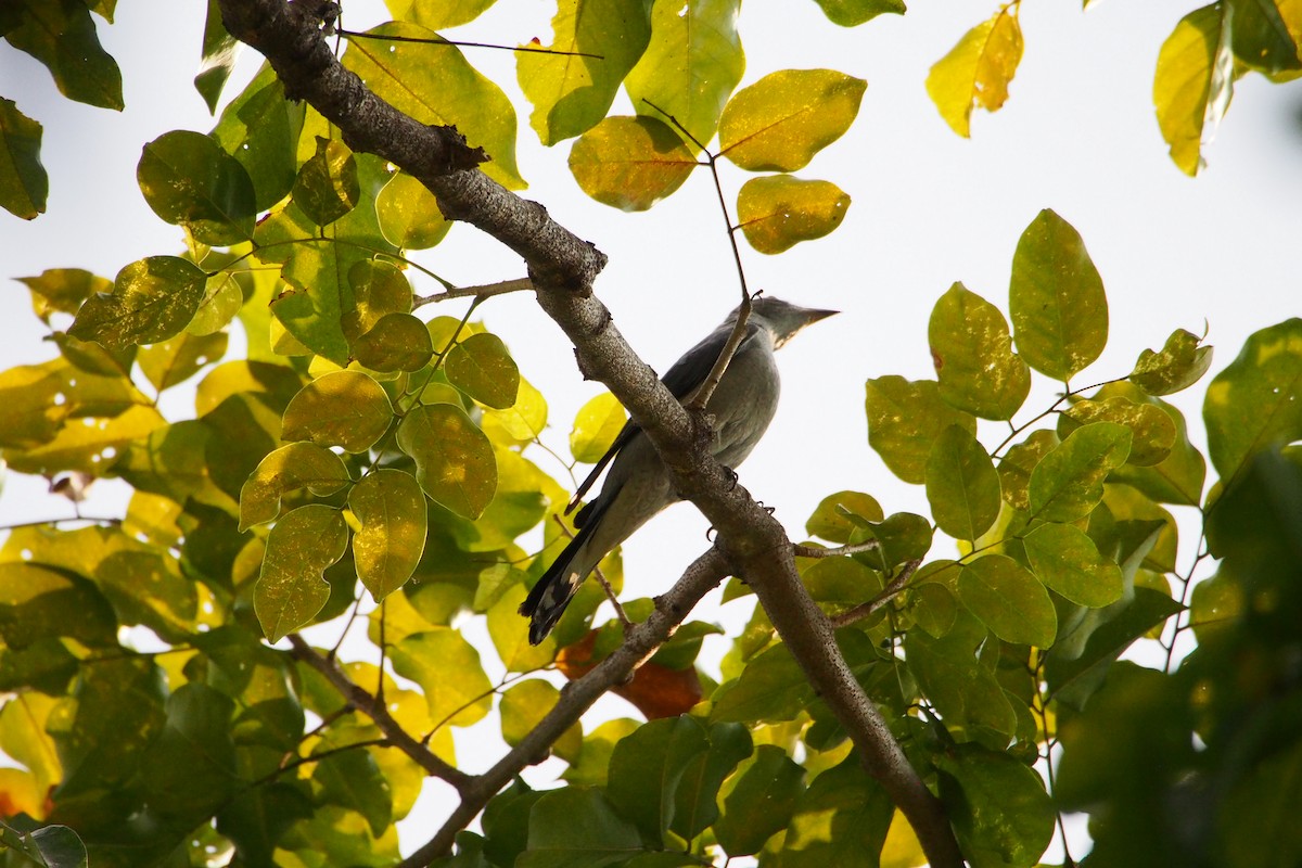Échenilleur ardoisé - ML647815054