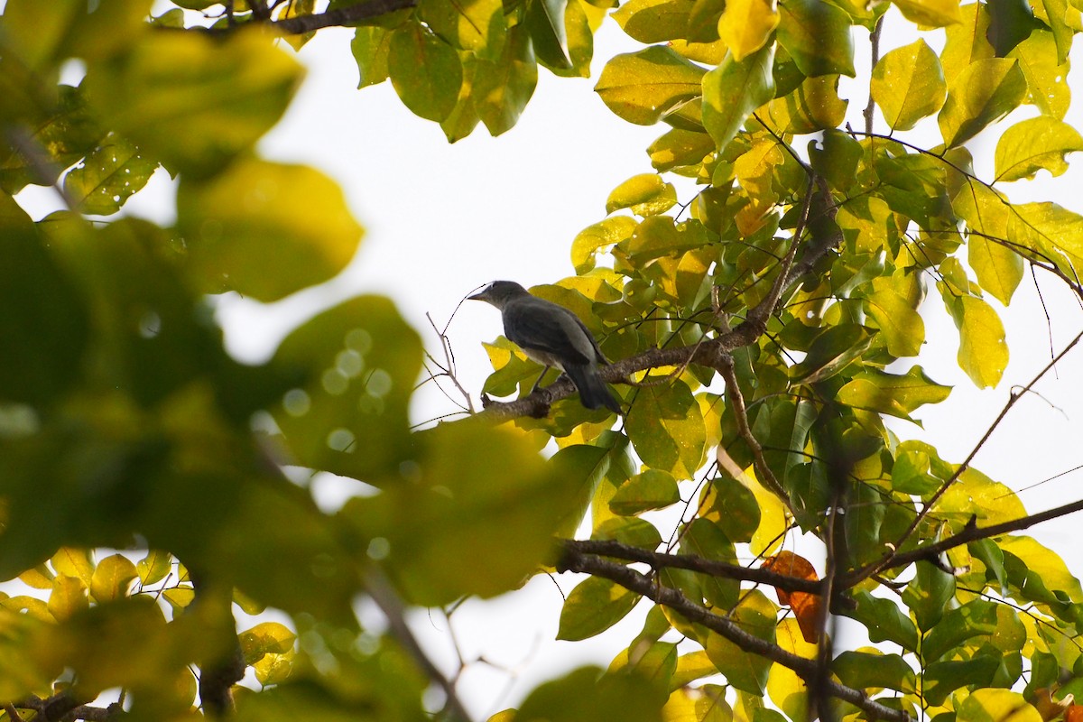 Échenilleur ardoisé - ML647815055