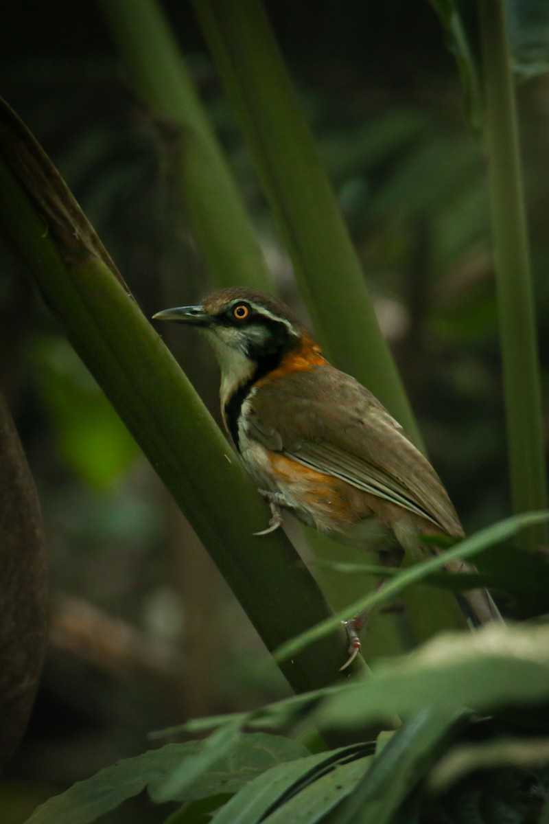 Garrulaxe à collier - ML647815056