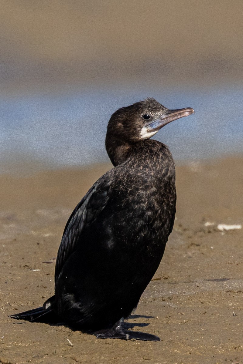 Cormoran de Vieillot - ML647815057