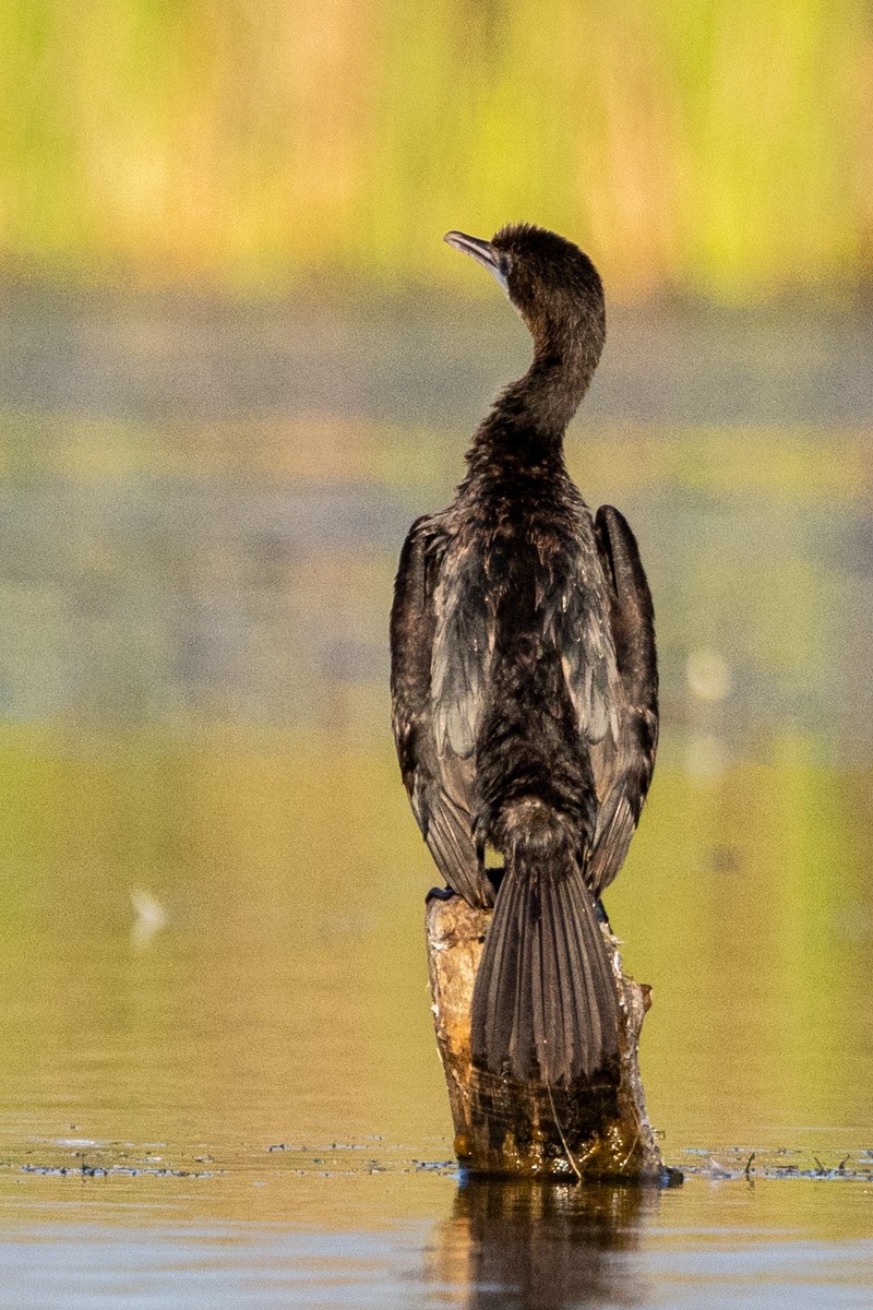 Cormoran de Vieillot - ML647815058