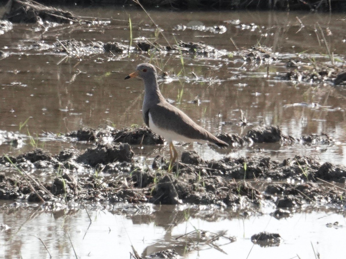 Vanneau à tête grise - ML647815060