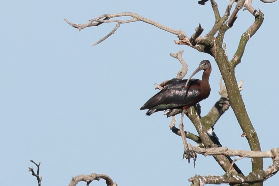 Ibis falcinelle - ML647815061