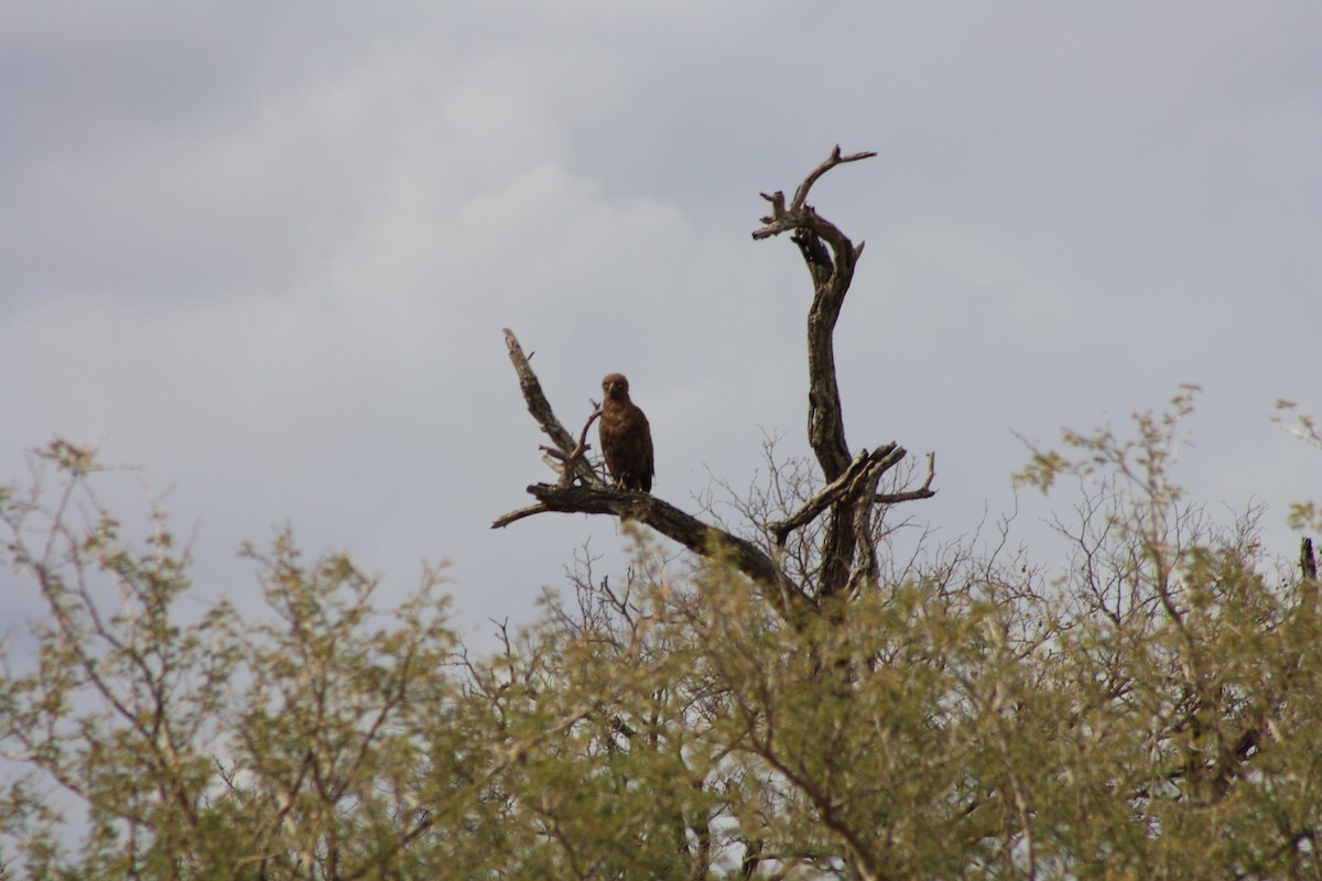 Circaète brun - ML647815063