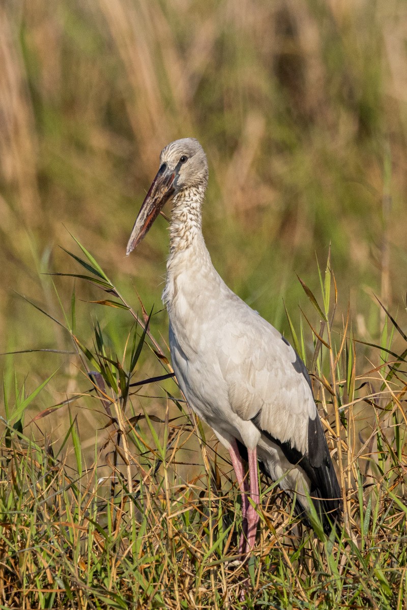 Bec-ouvert indien - ML647815065