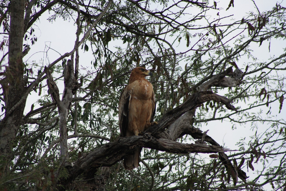 Tawny Eagle - ML647815066