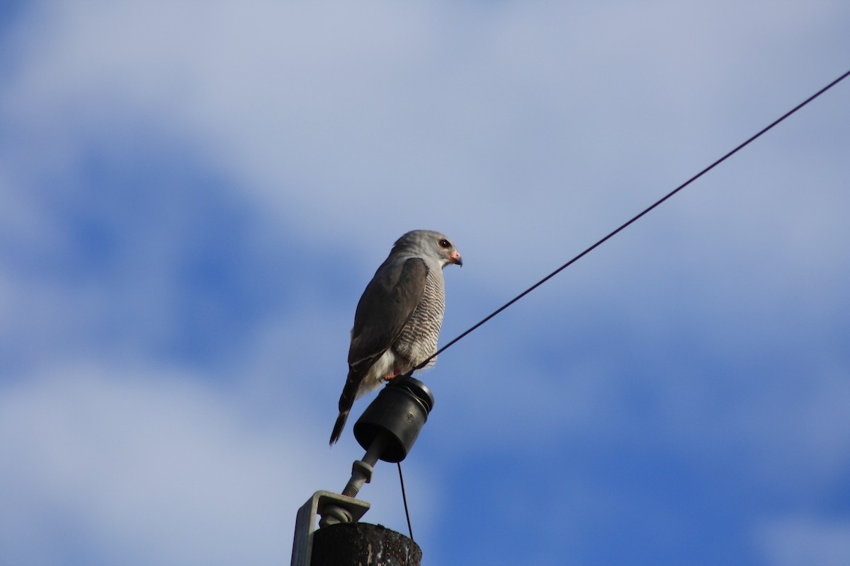 Lizard Buzzard - ML647815076
