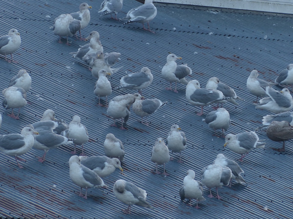 アイスランドカモメ（亜種 カナダカモメ） - ML647815106