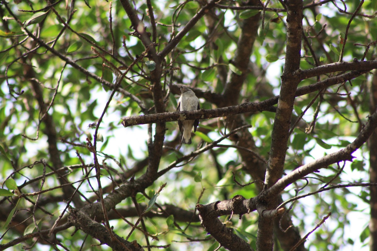Lesser Honeyguide - ML647815107