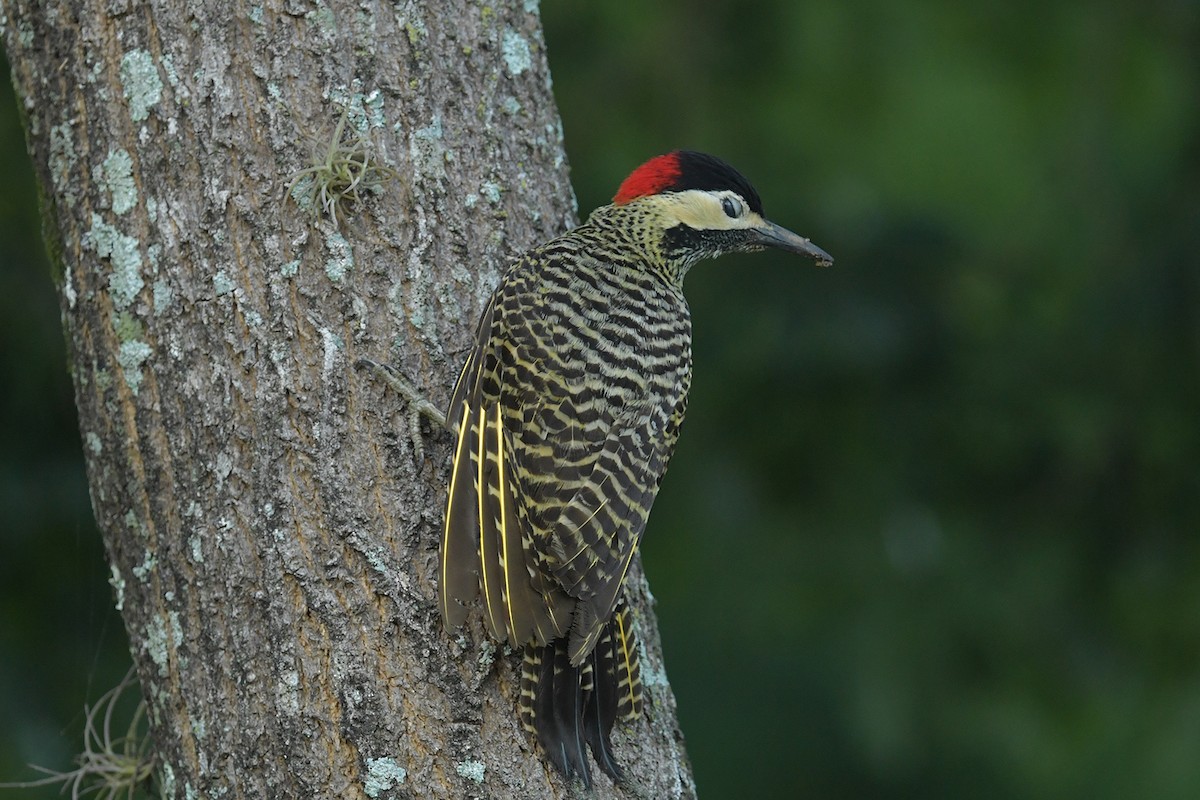 Carpintero Real - ML647815127