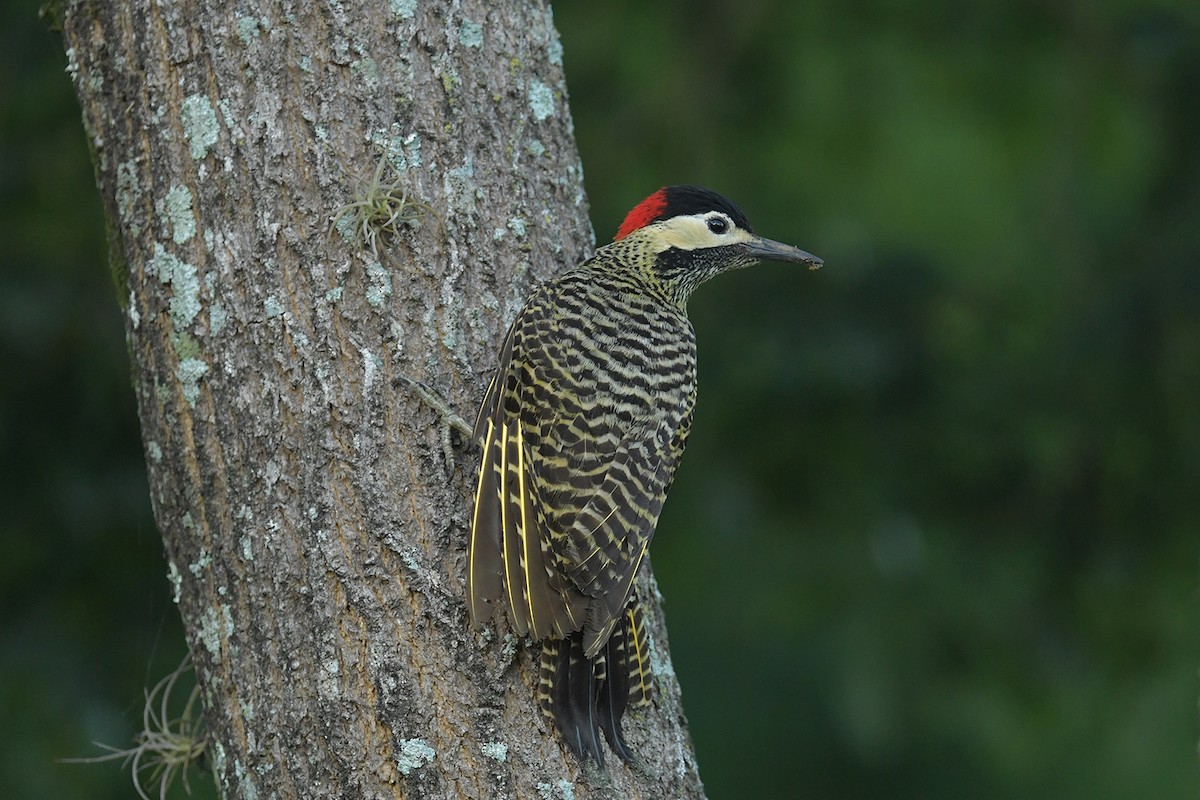 Carpintero Real - ML647815128