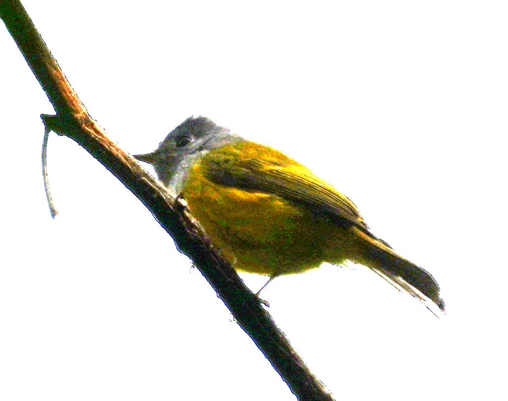 Сероголовая комароловка - ML647815136