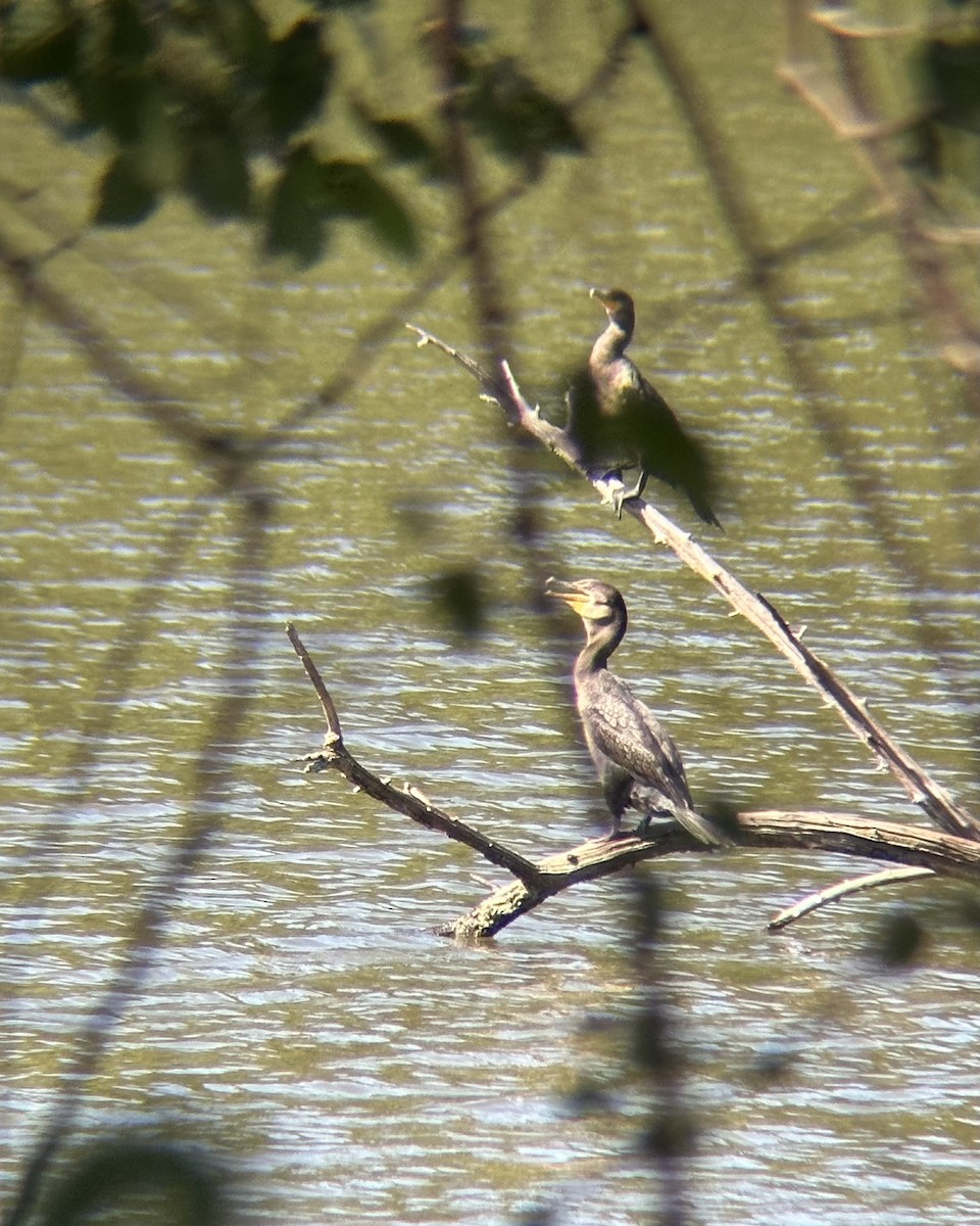 Double-crested Cormorant - ML647815139