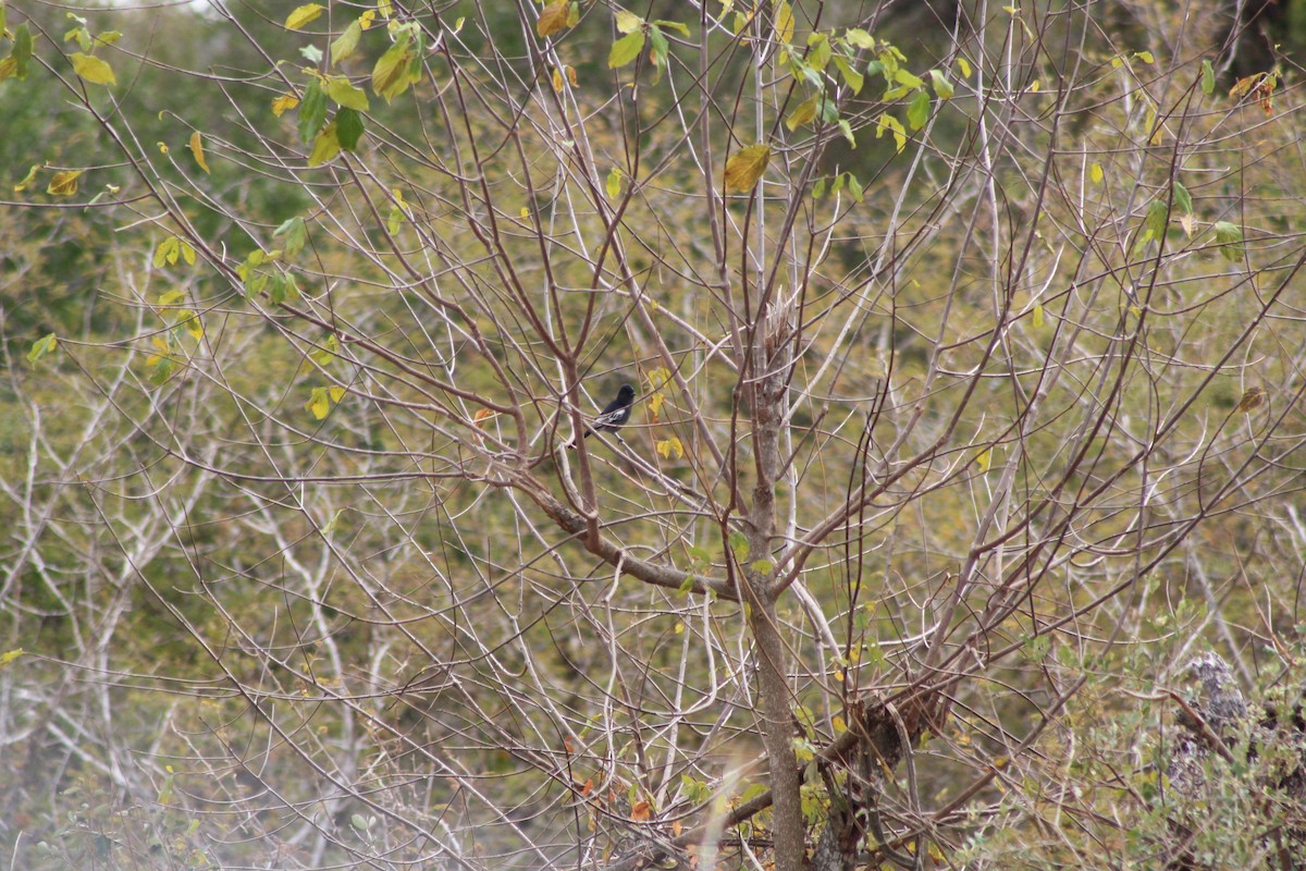 sotmeis - ML647815163