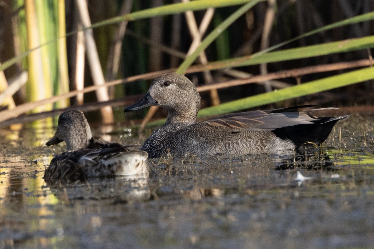 オカヨシガモ - ML647815182