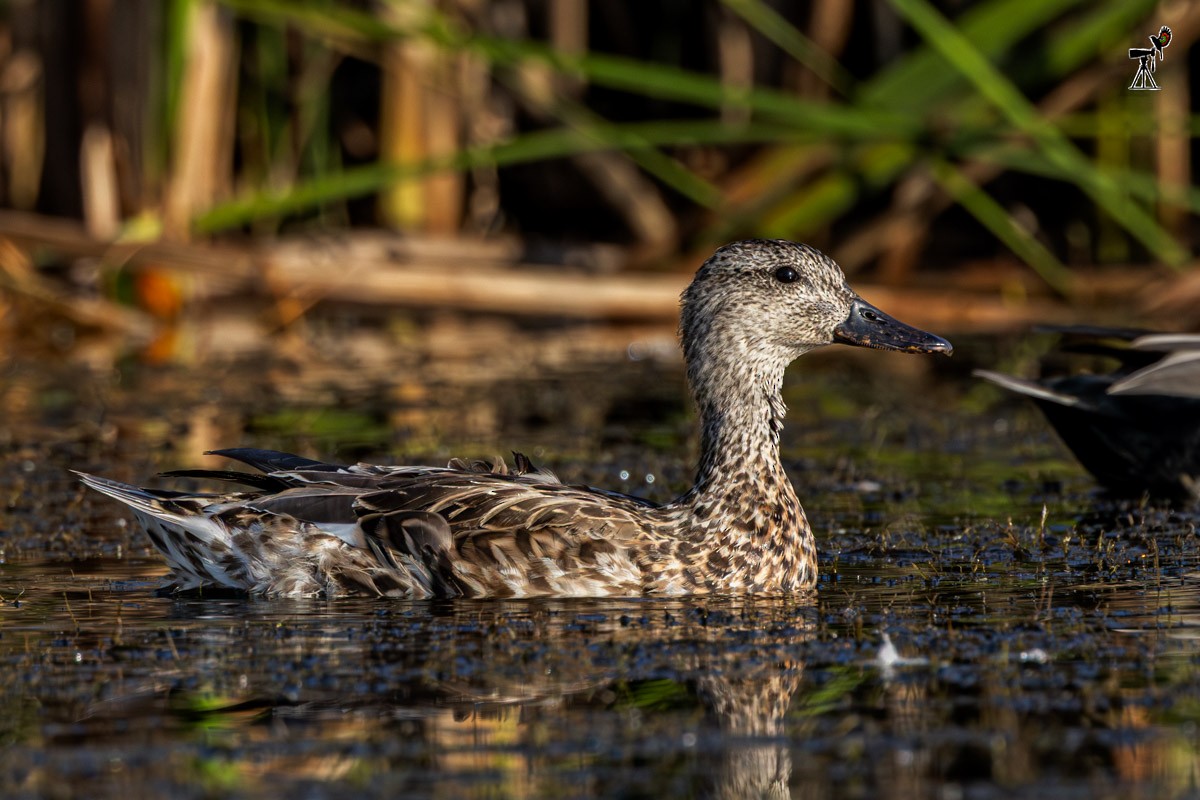 オカヨシガモ - ML647815183