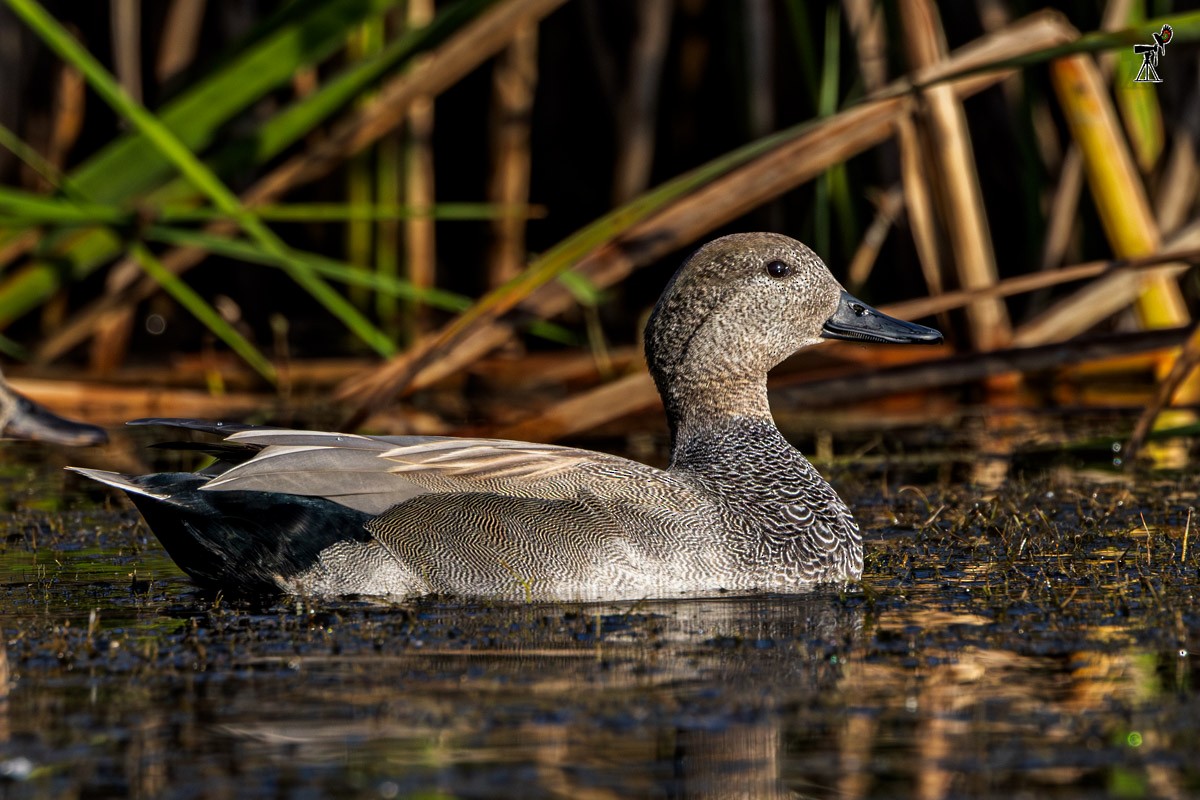 オカヨシガモ - ML647815184