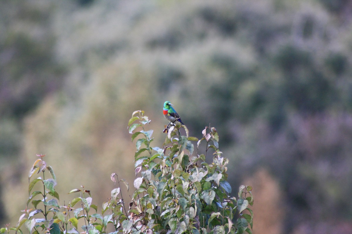 Güneyli Çift Kuşaklı Nektarkuşu - ML647815241