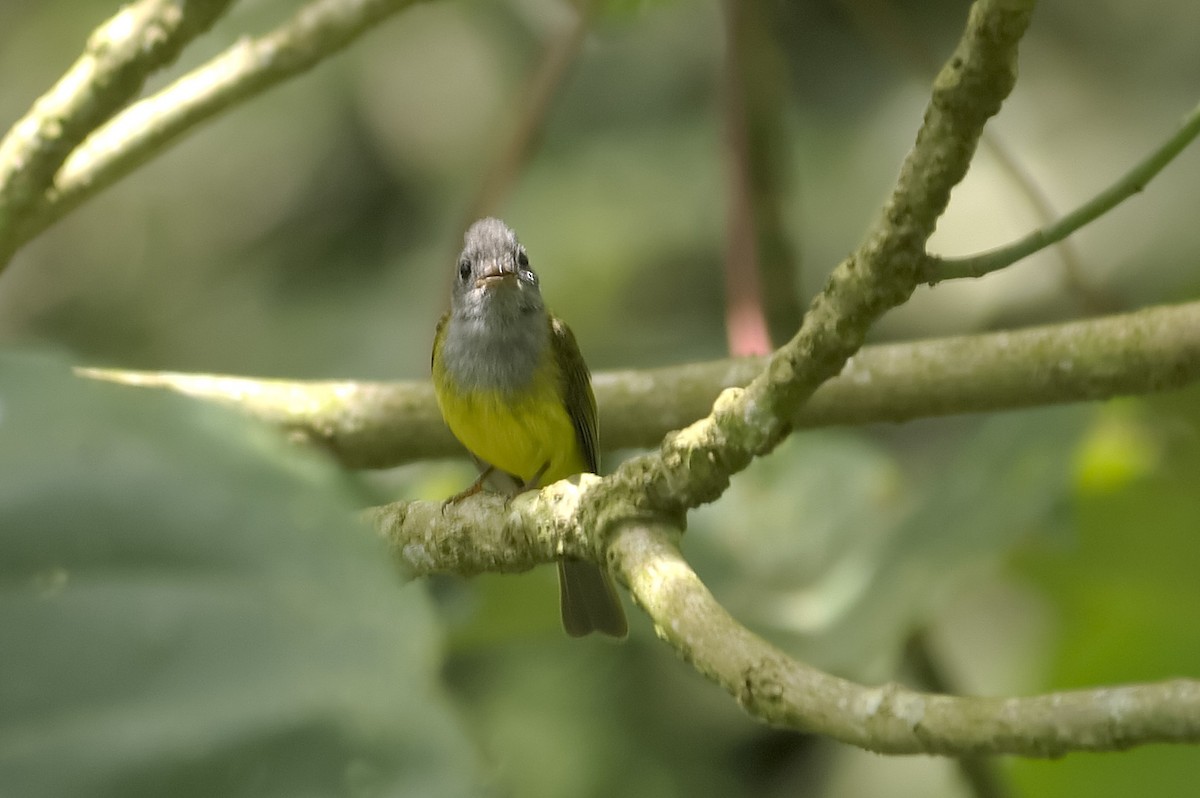 Сероголовая комароловка - ML647815266