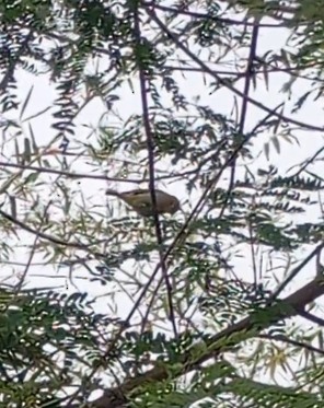 Indian White-eye - ML647815297